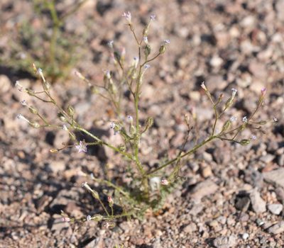 Gilia stellata, photographed by Jesse Rorabaugh