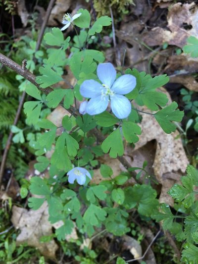 Enemion occidentale, photographed by rickr