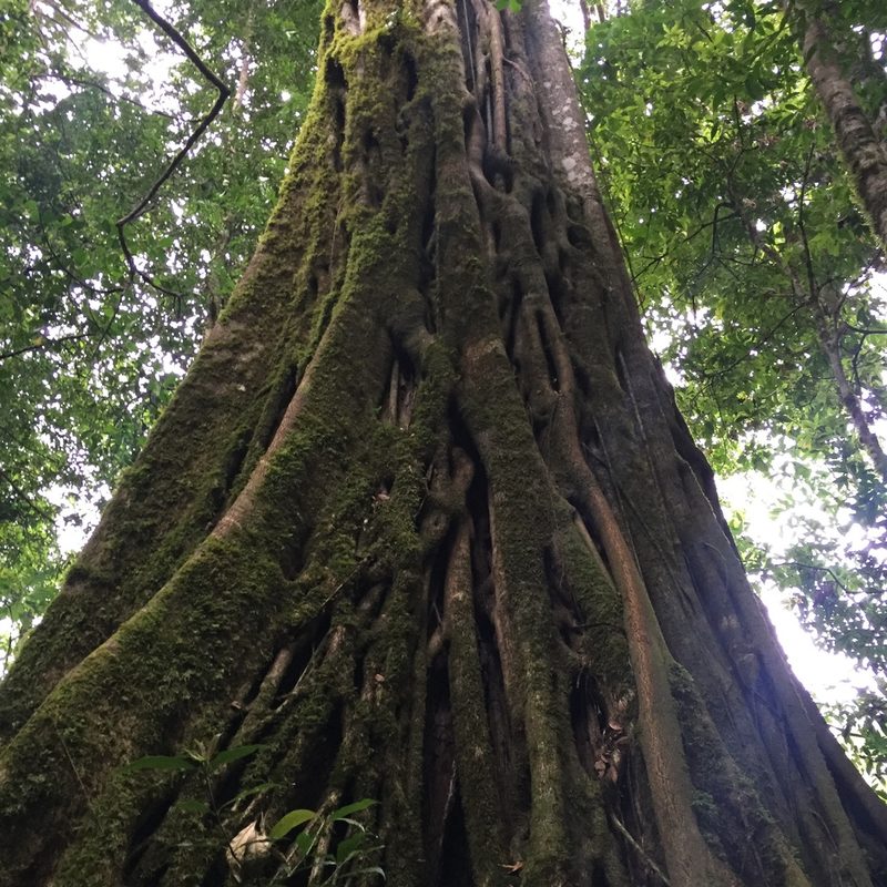 Ulmus mexicana, photographed by tlaloc27
