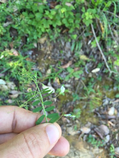 Vicia hassei, photographed by Scott Loarie