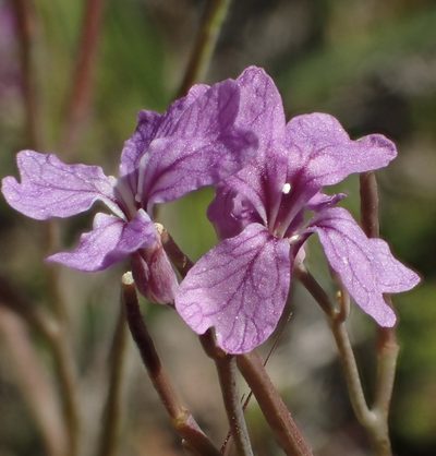 Streptanthus hammittii, photographed by Ron Vanderhoff