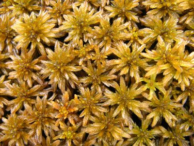 Sphagnum lindbergii, photographed by Ilya Filippov