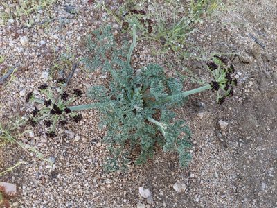 Lomatium mohavense, photographed by Ken-ichi Ueda