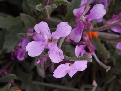 Matthiola lunata, photographed by Karim Haddad