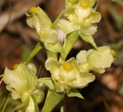 Pterygodium alatum, photographed by Brian du Preez