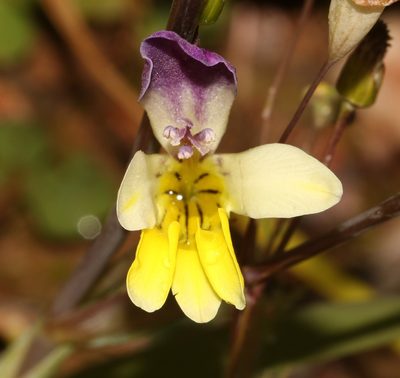 Sparaxis villosa, photographed by Brian du Preez