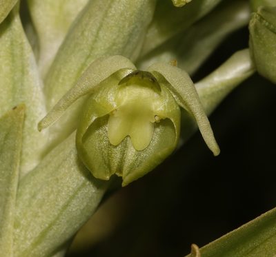 Pterygodium inversum, photographed by Brian du Preez