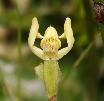 Disperis villosa, photographed by Brian du Preez