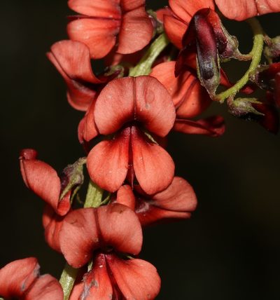 Indigofera discolor, photographed by Brian du Preez