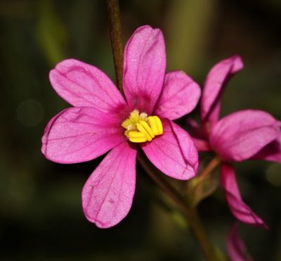 Ixia erubescens, photographed by Brian du Preez