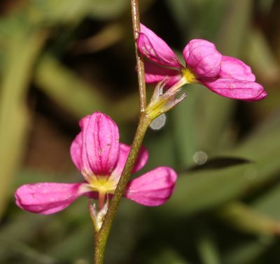 Ixia erubescens, photographed by Brian du Preez