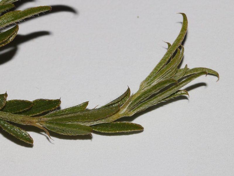 Psoralea uncinata, photographed by Brian du Preez