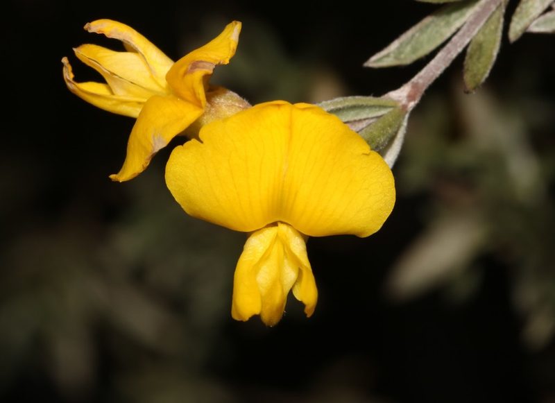Polhillia ignota, photographed by Brian du Preez