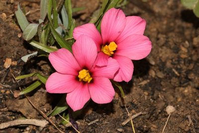 Moraea versicolor, photographed by Brian du Preez