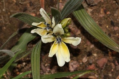 Babiana odorata, photographed by Brian du Preez