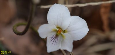 Viola chaerophylloides, photographed by Kim, Hyun-tae