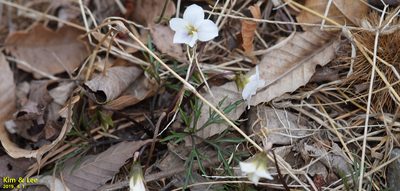 Viola chaerophylloides, photographed by Kim, Hyun-tae