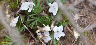 Viola chaerophylloides, photographed by Kim, Hyun-tae