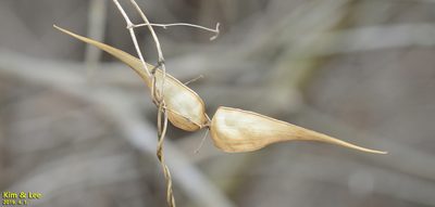 Vincetoxicum floribundum, photographed by Kim, Hyun-tae