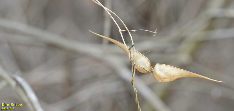 Vincetoxicum floribundum, photographed by Kim, Hyun-tae