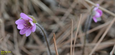 Hepatica asiatica, photographed by Kim, Hyun-tae