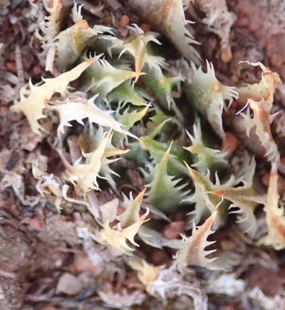 Haworthia outeniquensis, photographed by Nicola van Berkel