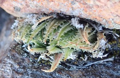 Haworthia outeniquensis, photographed by Nicola van Berkel