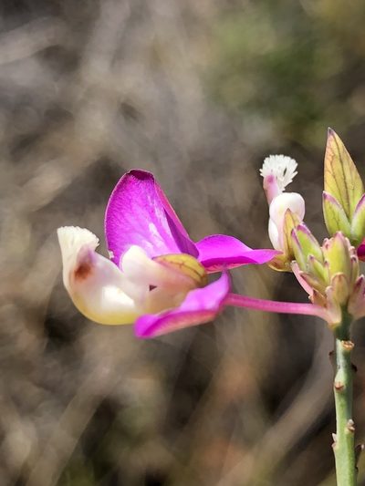Polygala wittebergensis, photographed by Dave U