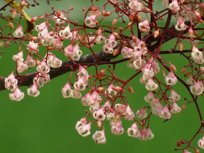 Sterculia monosperma, photographed by 葉子