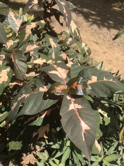 Graptophyllum pictum, photographed by Parker Hopkins