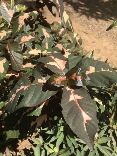 Graptophyllum pictum, photographed by Parker Hopkins