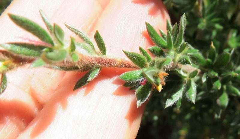 Cliffortia dispar, photographed by linkie