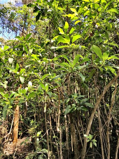 Coprosma rhynchocarpa, photographed by Yj