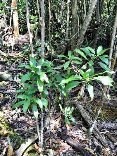 Coprosma rhynchocarpa, photographed by Yj