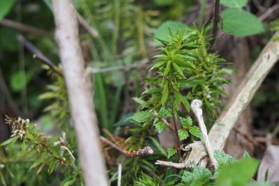 Huperzia serrata, photographed by harum.koh