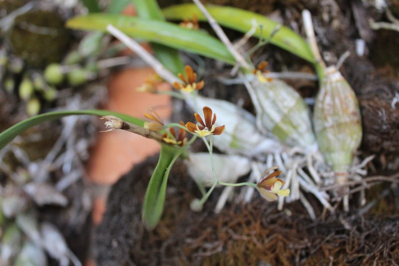 Prosthechea concolor, photographed by Julián-Caballero C. Camilo