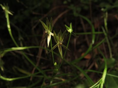 Miersia tenuiseta, photographed by Nicolás Lavandero