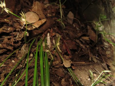 Miersia tenuiseta, photographed by Nicolás Lavandero