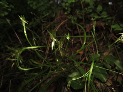 Miersia tenuiseta, photographed by Nicolás Lavandero