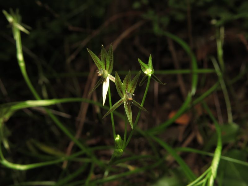 Miersia tenuiseta, photographed by Nicolás Lavandero