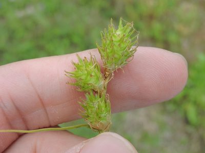 Carex tetrastachya, photographed by Sam Kieschnick