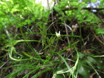 Miersia tenuiseta, photographed by Nicolás Lavandero