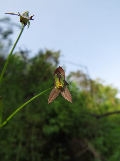 Gilliesia graminea, photographed by Nicolás Lavandero