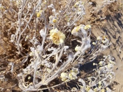 Baileya pauciradiata, photographed by Bob Miller