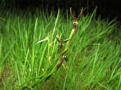 Miersia chilensis, photographed by Nicolás Lavandero