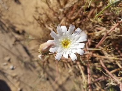 Calycoseris wrightii, photographed by Bob Miller