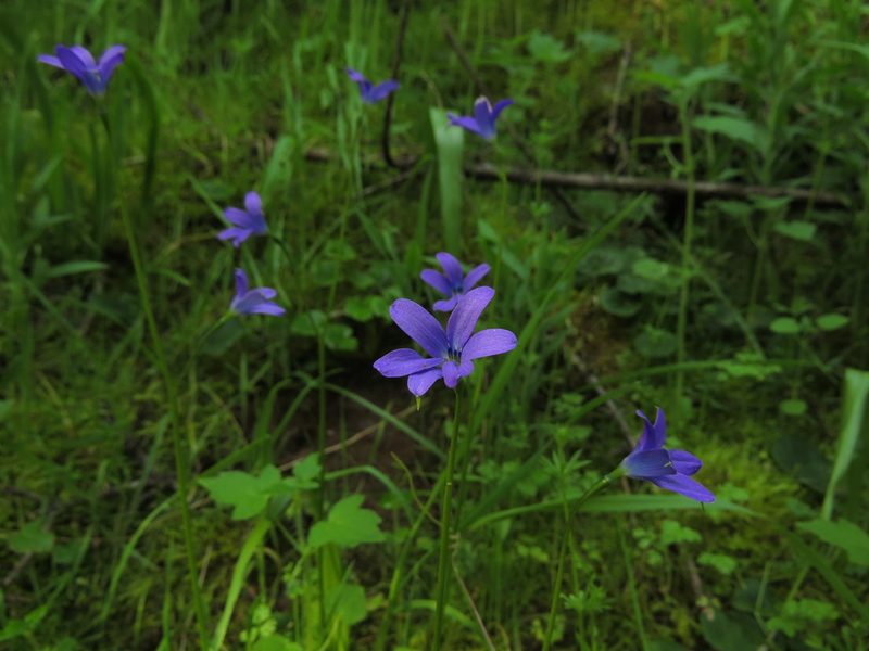 Tecophilaea violiflora, photographed by Nicolás Lavandero