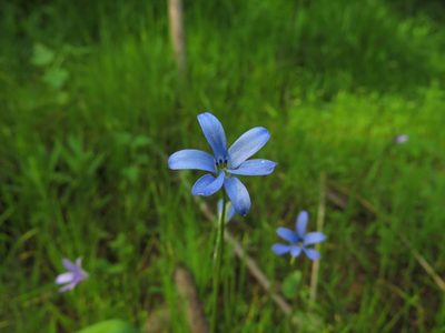 Tecophilaea violiflora, photographed by Nicolás Lavandero