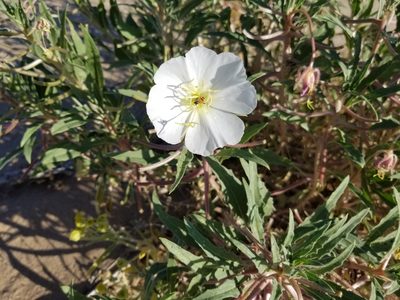 Oenothera deltoides, photographed by Bob Miller