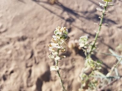 Dithyrea californica, photographed by Bob Miller